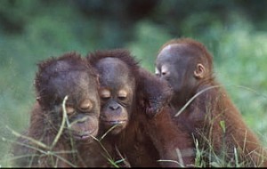orangutanBaby orangutanBaby 300x190 Girl Scout Cookies are Killers