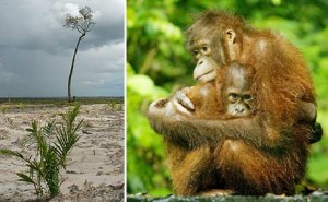 orangutanMom orangutanMom 300x185 Girl Scout Cookies are Killers