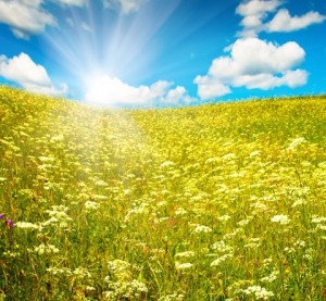 YellowFlowersBrightCloud YellowFlowersBrightCloud 300x277 Better Words for Candy (Thanks to John ODonohue)