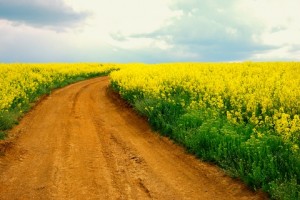 YellowRoad YellowRoad1 300x200 Better Words for Candy (Thanks to John ODonohue)