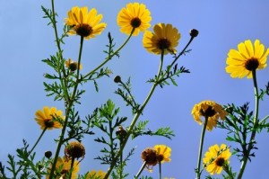 Yellow_Wild_Flowers Yellow Flowers 300x199 Happy Birthday, Erica Jane Cowan!
