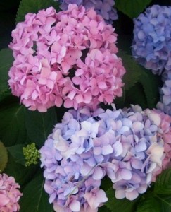Hydrangea flowers pink blue Hydrangea 1 243x300 A Hat, A Dress, and Baseball: A Repeat + A Repeat + A Repeat = A Three Peat