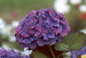 Purple Hydrangea flower Hydrangea 3 300x202 A Hat, A Dress, and Baseball: A Repeat + A Repeat + A Repeat = A Three Peat