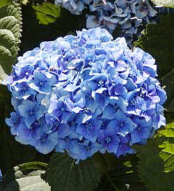 hydrangea periwinkle hydrangea 2 A Hat, A Dress, and Baseball: A Repeat + A Repeat + A Repeat = A Three Peat
